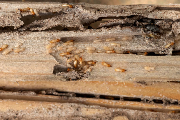 Best Wasp Removal Services  in Stuarts Draft, VA