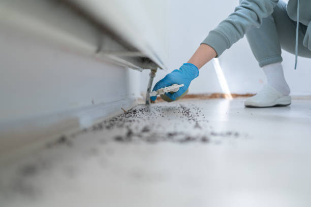 Best Affordable Pest Control Services  in Stuarts Draft, VA